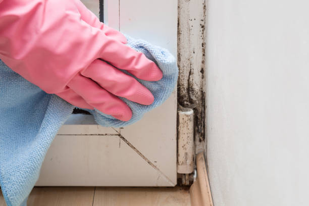 Best Mold Removal Process  in Farwell, TX